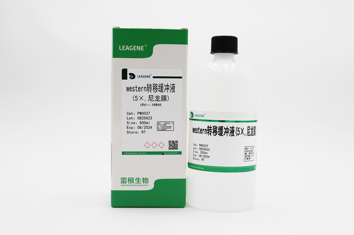 western轉移緩沖液(5×,尼龍膜)