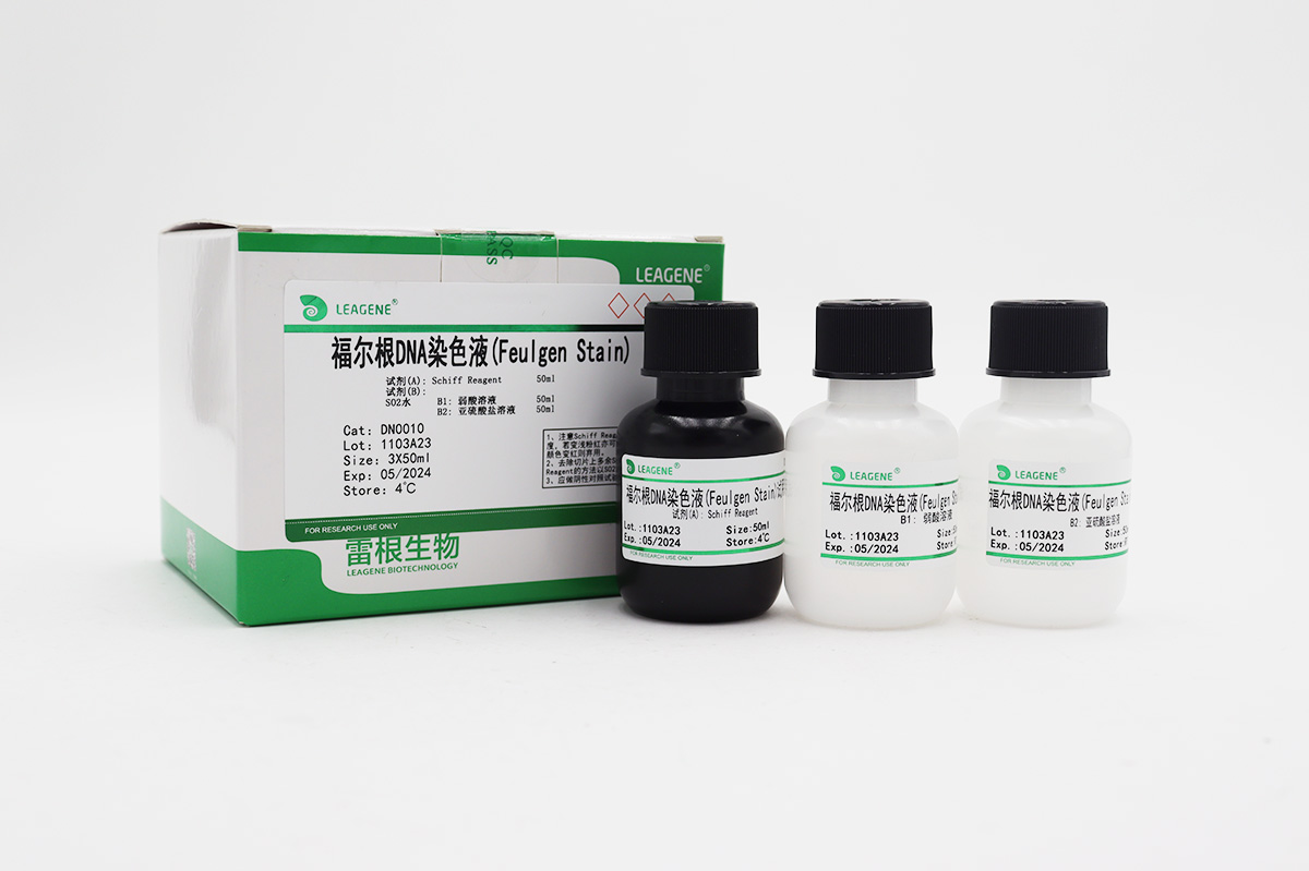 福爾根DNA染色液(Feulgen Stain)