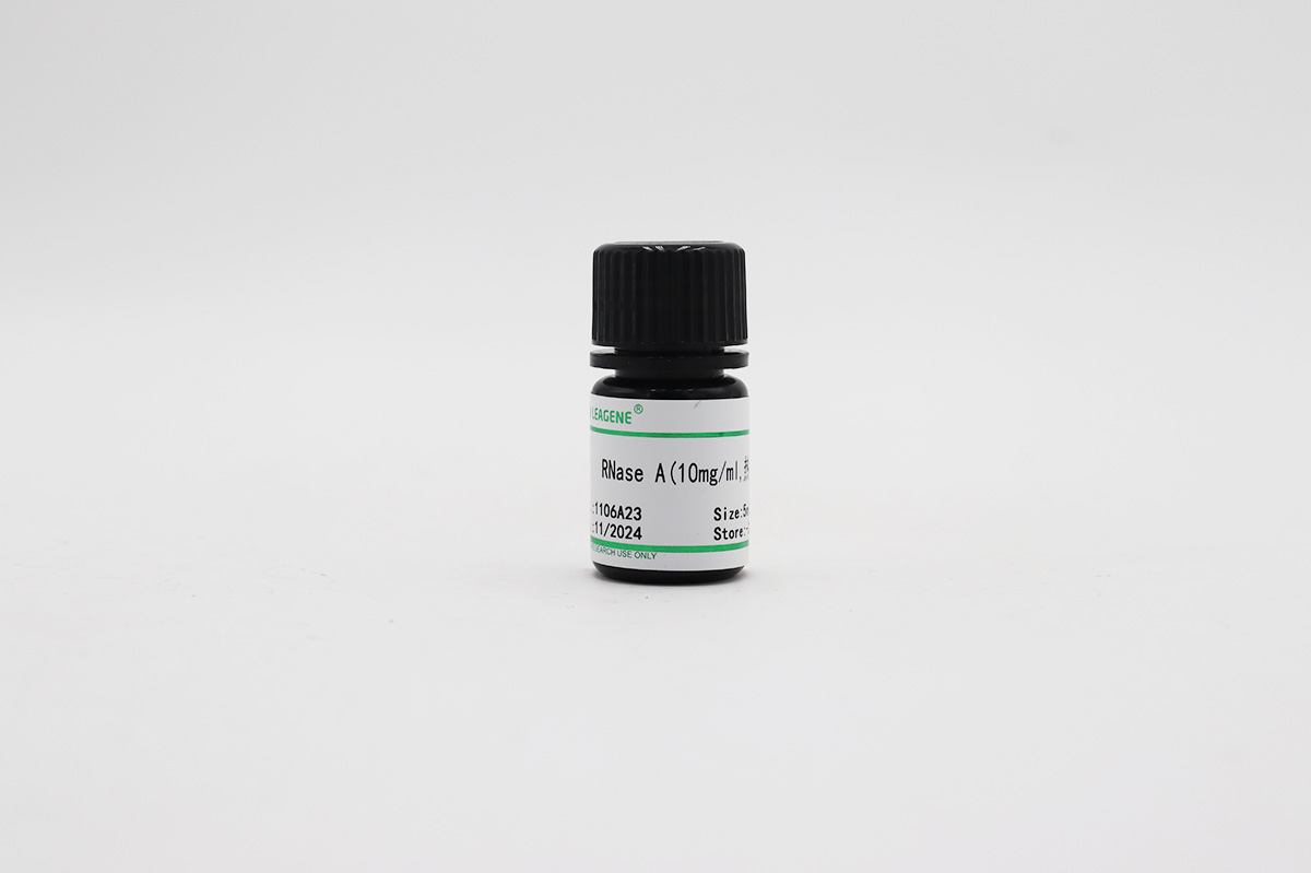 RNase A(10mg/ml,熱滅活)